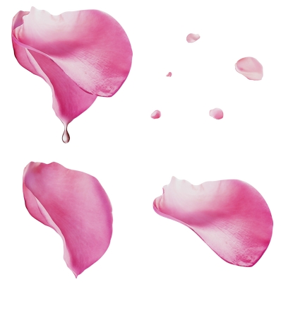 ���·�ɫõ�廨��PNG���ͼ