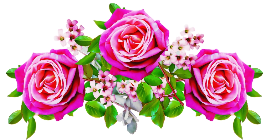 ����Ҷ��ɫõ�廨��PNG���ͼ