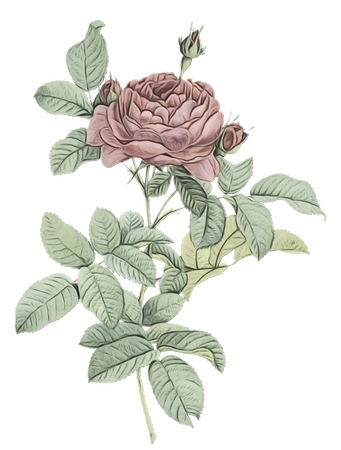 ���ŷ�ɫõ�廨ֲ��ѧ�廭PNG���ͼ