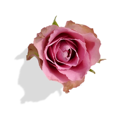 ��ɫõ�廨��廭PNG���ͼ