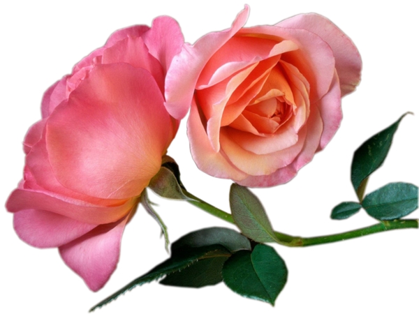 ������ɫõ�廨��PNG���ͼ