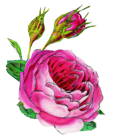 �����ٷ�ɫõ�廨�廭PNG���ͼ