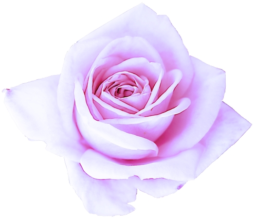 ǳ��ɫõ�廨�廭PNG���ͼ