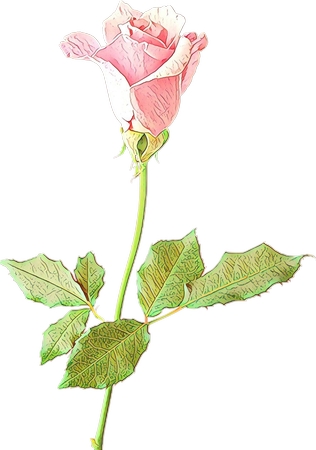 ���·�ɫõ�廨�廭PNG���ͼ