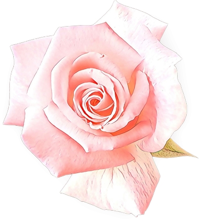 ���·�ɫõ�廨��PNG���ͼ1