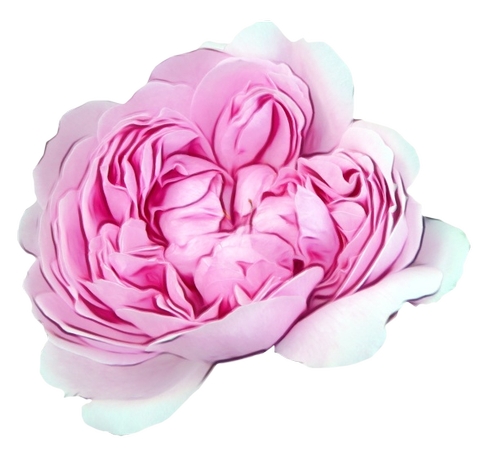 ��ɫõ�廨��廭PNG���ͼ