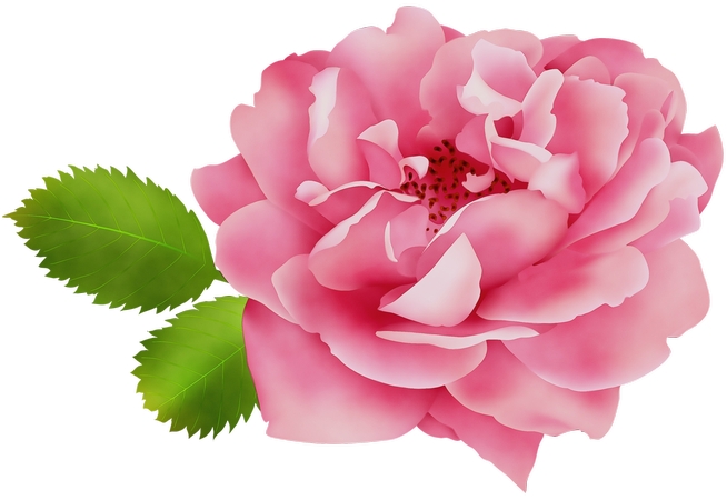 ������ɫõ�廨��PNG���ͼ