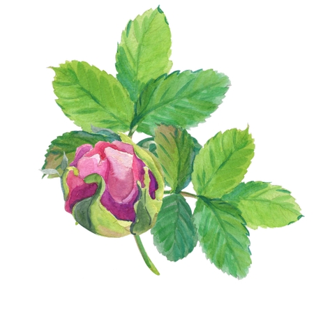 ����Ҷ��ɫõ�廨��PNG���ͼ