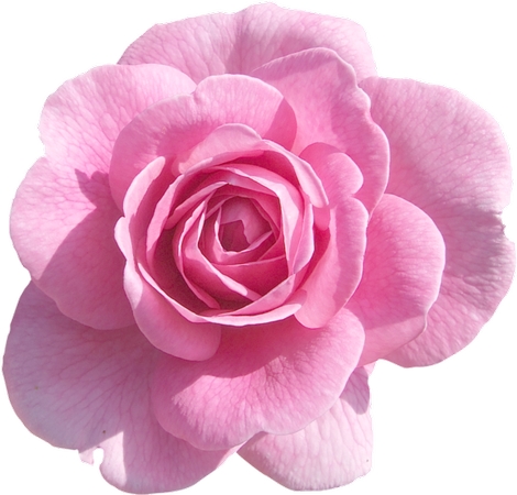 �º����ǳ��ɫõ�廨����PNG���ͼ