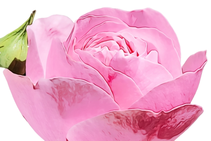 ��ɫõ�廨����дPNG���ͼ