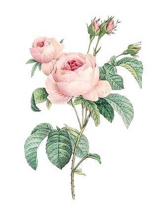 ֲ��ѧ�廭��������ɫõ�廨PNG���ͼ