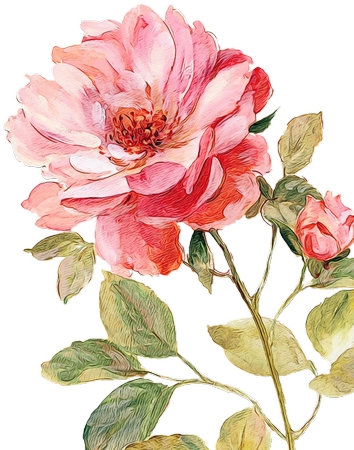 ��ɫõ�廨ֲ��ѧ�廭PNG���ͼ