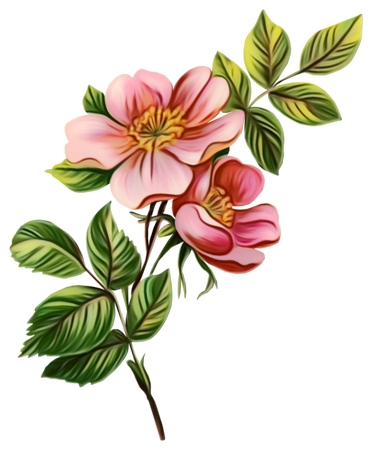 ��Ҷ��������ɫõ�廨PNG���ͼ