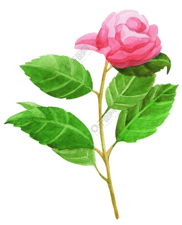 ���ŷ�ɫõ�廨ˮ�ʲ廭PNG���ͼ