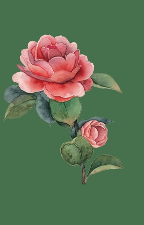 ˮ�ʷ�ɫõ�廨�;�����ƷPNG���ͼ