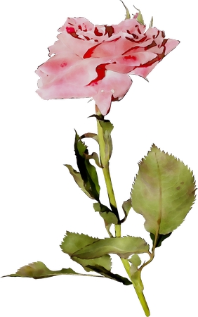 ˮ�ʷ���ɫõ�廨�滭PNG���ͼ