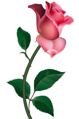 ����Ҷ��ɫõ�廨�廭PNG���ͼ