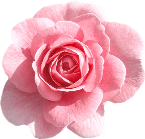 ���ŷ�ɫõ�廨����дPNG���ͼ