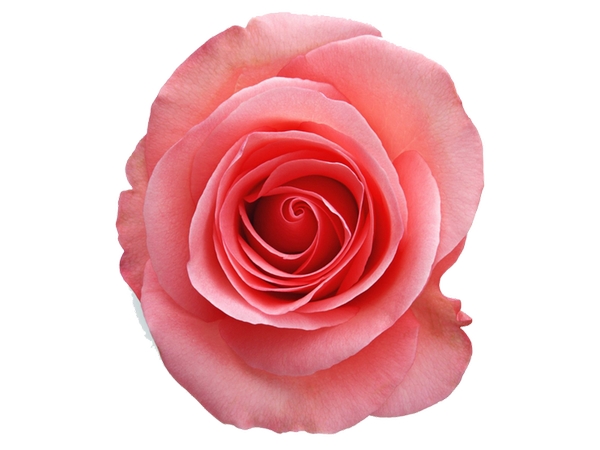 ���޷�ɫõ�廨��дPNG���ͼ