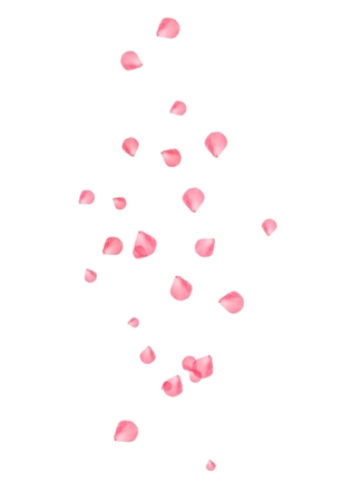 ����װ�η�ɫõ�廨��PNG���ͼ