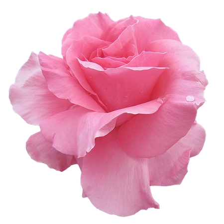 ʢ�����·�ɫõ�廨��PNG���ͼ