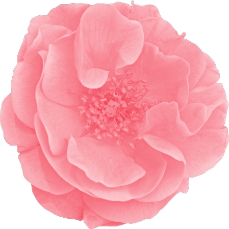 ��ɫõ�廨��廭PNG���ͼ