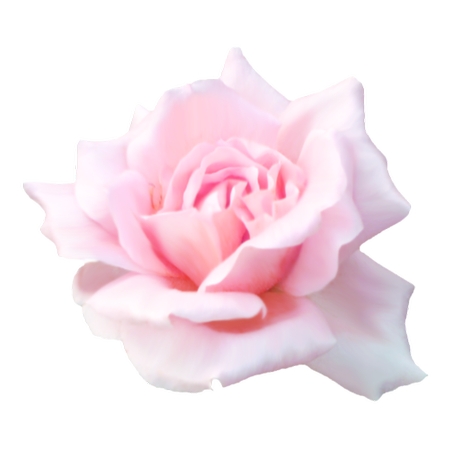 ���·�ɫõ�廨��PNG���ͼ