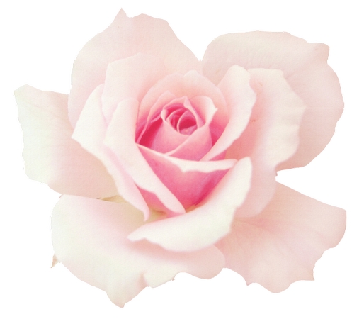 ������ɫõ�廨��PNG���ͼ