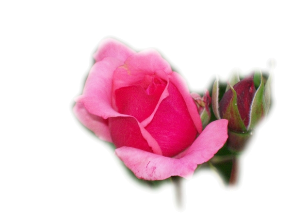 �����ٿ�����ɫõ�廨PNG���ͼ