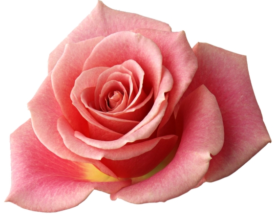 ������ɫõ�廨��PNG���ͼ