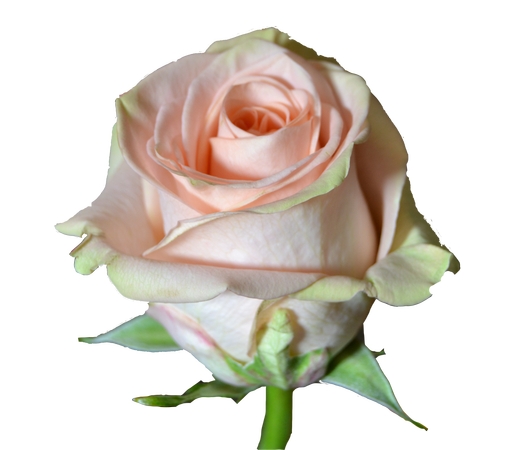 �����»�����ͷ�ɫõ�廨PNG���ͼ