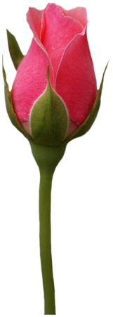 ���·�ɫõ�廨��PNG���ͼ