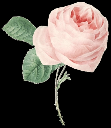 ��Ҷ�Ӿ��·�ɫõ�廨�廭PNG���ͼ