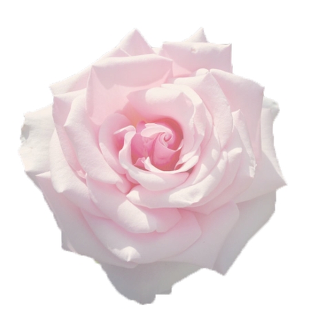 ʢ��ǳ��ɫõ�廨PNG���ͼ