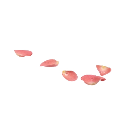 ����װ�η�ɫõ�廨��PNG���ͼ