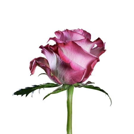 ���ʷ�ɫõ�廨����дPNG���ͼ