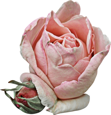 ���·�ɫõ�廨��PNG���ͼ