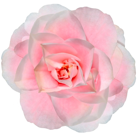 ��ɫõ�廨����дPNG���ͼ