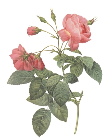 ��ֲ��ѧ������ɫõ�廨��PNG���ͼ