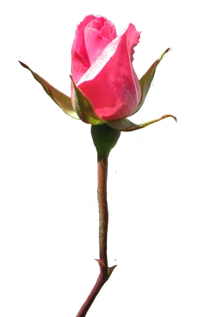 ���Ϸ�ɫõ�廨��PNG���ͼ