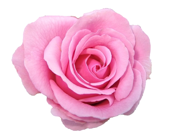 ���ŷ�ɫõ�廨��PNG���ͼ