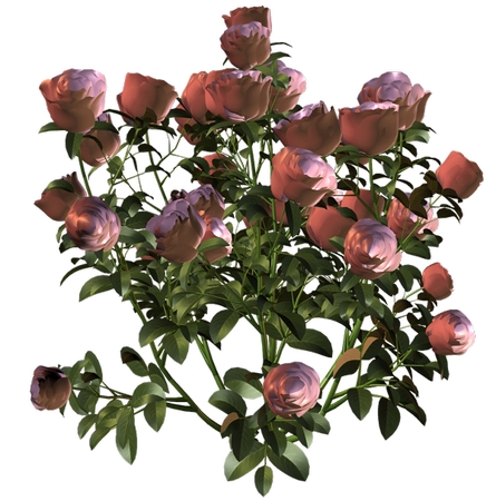 ���ⳡ�Ϸ�ɫõ�廨��PNG���ͼ