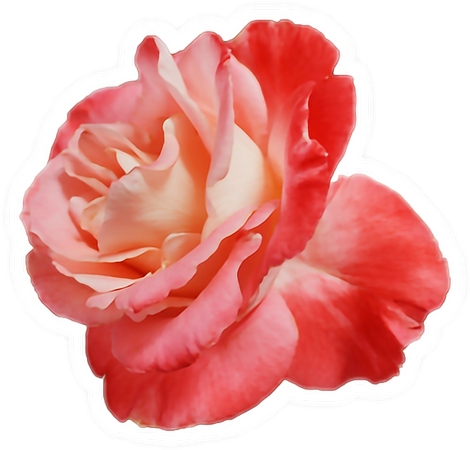 �����»����ɫõ�廨��PNG���ͼ