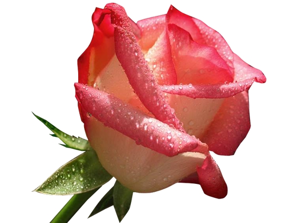 ¶���ɫõ�廨�廭PNG���ͼ