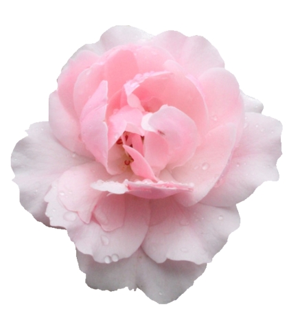 ��ɫõ�廨��������дPNG���ͼ