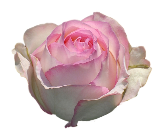 ��ɫõ�廨��廭PNG���ͼ