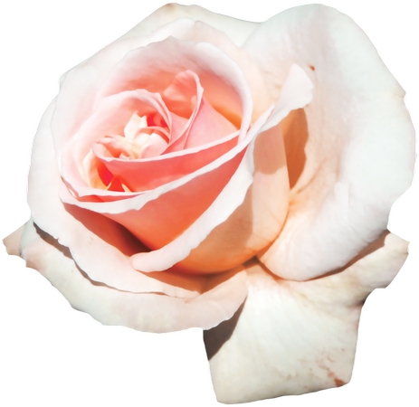 �������Ӱ��ɫõ�廨PNG���ͼ