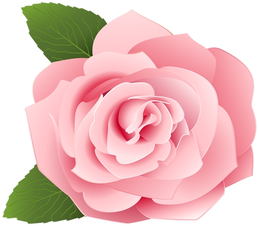 ��ɫõ�廨��ֲ��ѧ�廭PNG���ͼ