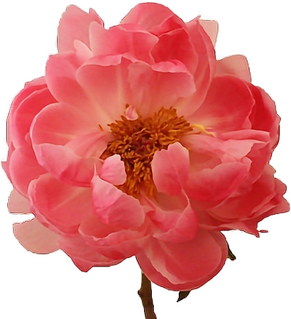 ʢ����ɫõ�廨��PNG���ͼ