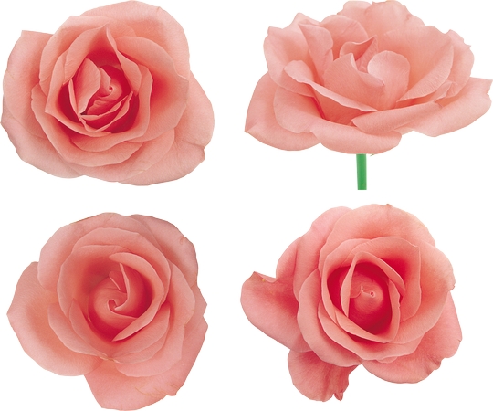 ������ɫõ�廨��װPNG���ͼ